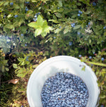 Load image into Gallery viewer, Blueberry summer
